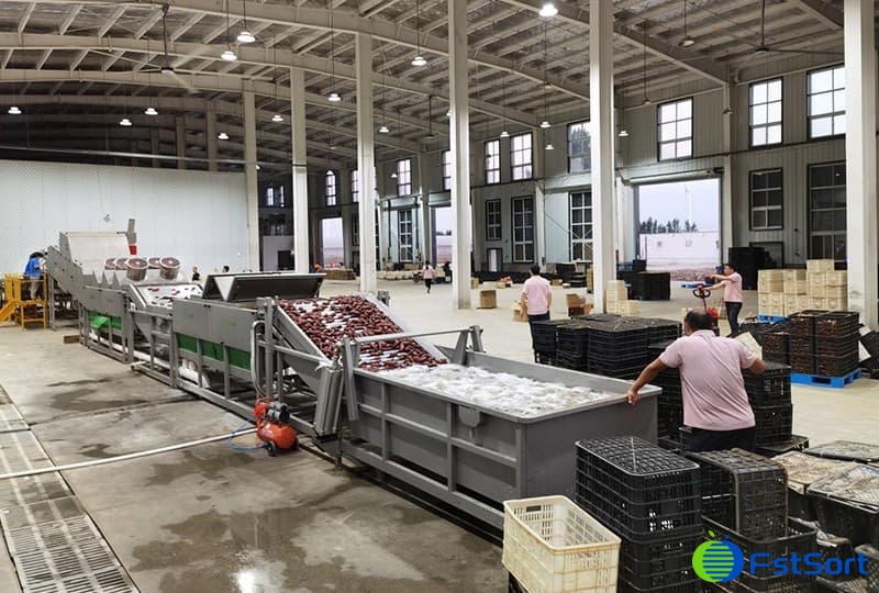 images/1692950444799sweet potato grading machine.jpg